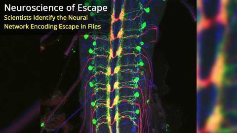 Nociceptive Interneurons Control Modular Motor Pathways to Promote Escape Behavior