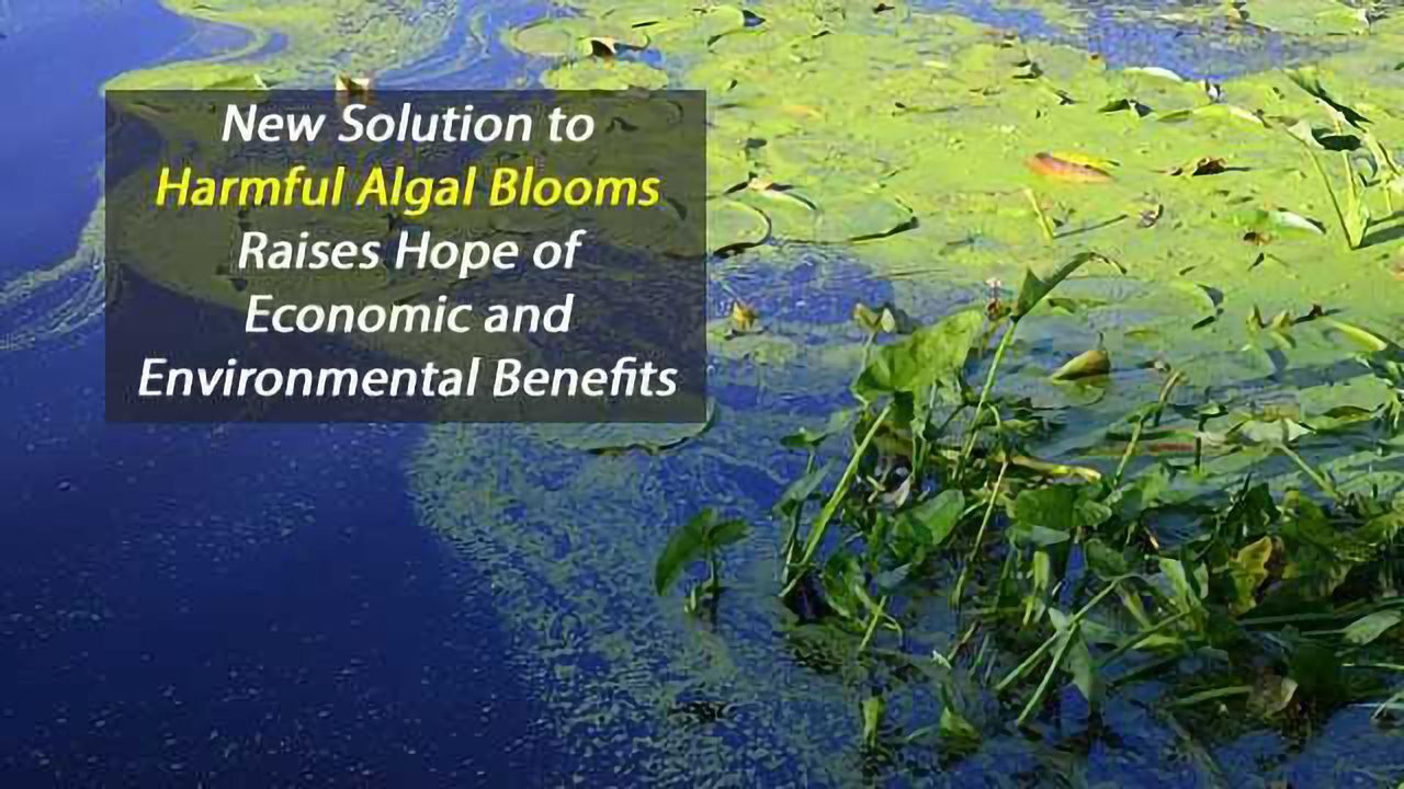 Promise for Combating Harmful Algal Blooms