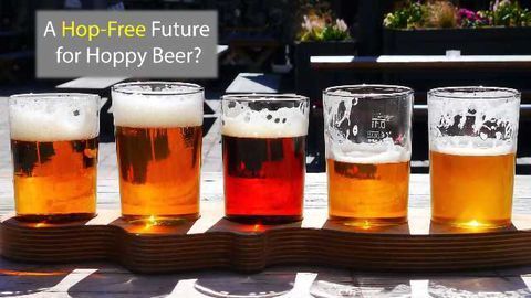 The Future of Hoppy Beer?