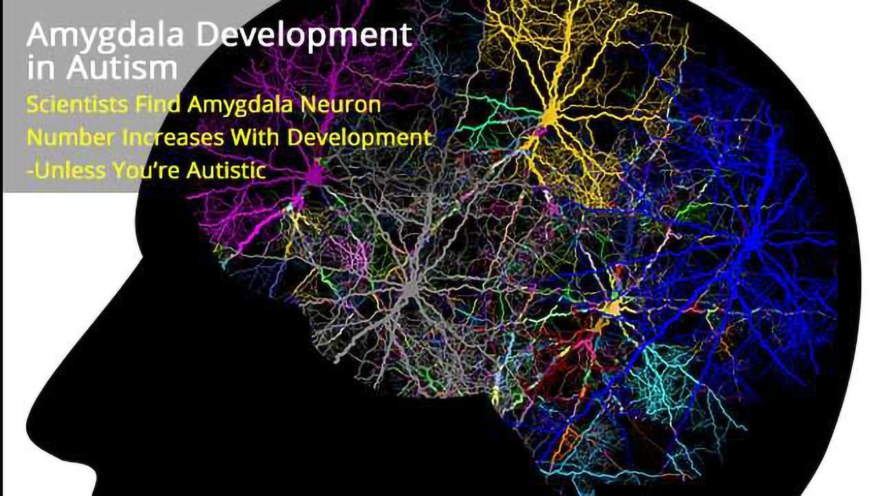 Neuron Numbers Increase in the Amygdala from Birth to Adulthood, But Not in Autism