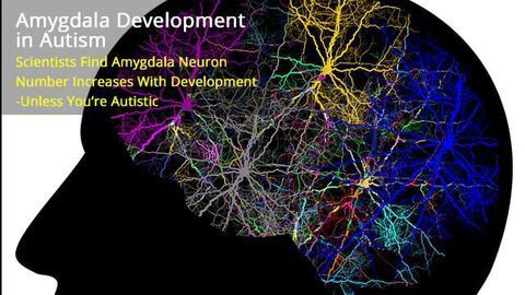 Neuron Numbers Increase in the Amygdala from Birth to Adulthood, But Not in Autism