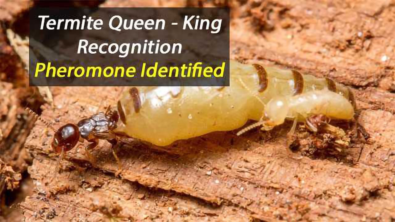 'Royal' Pheromone Identified in Termites