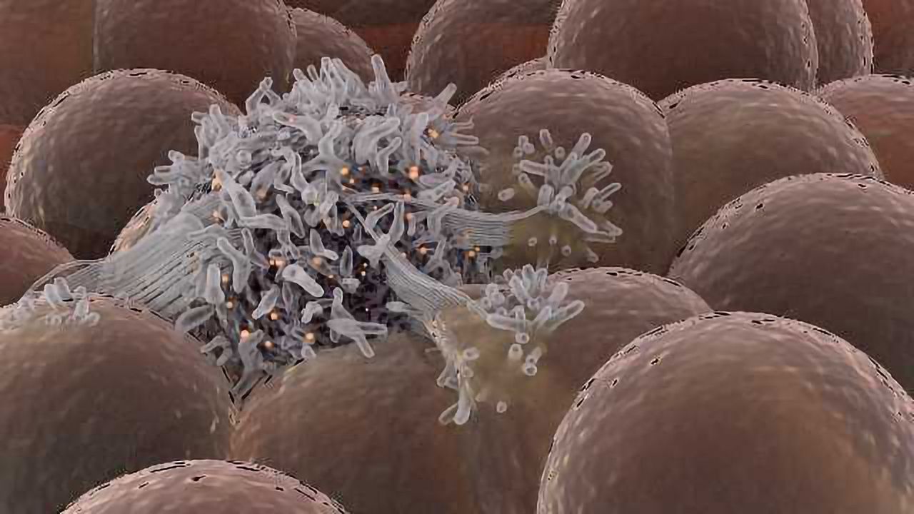 Cancer Stem Cells Redefine How We Think About Cancer