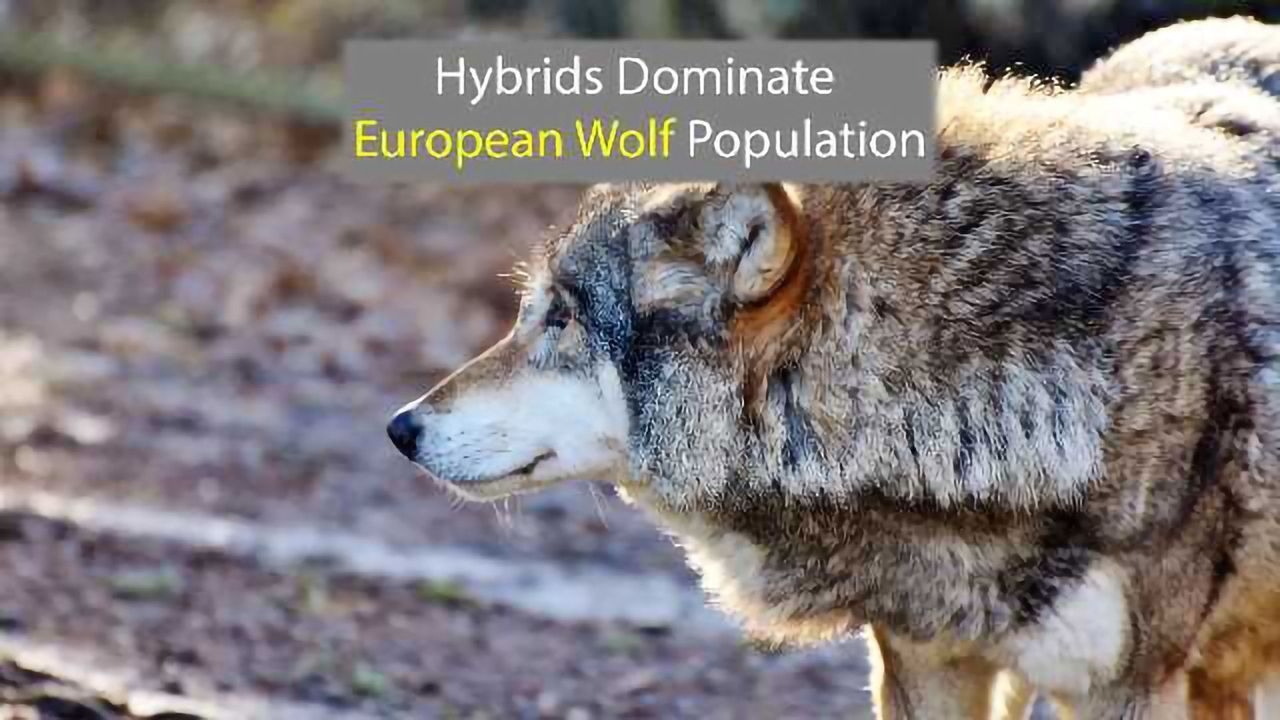 Majority of European Wolves Have Dog DNA