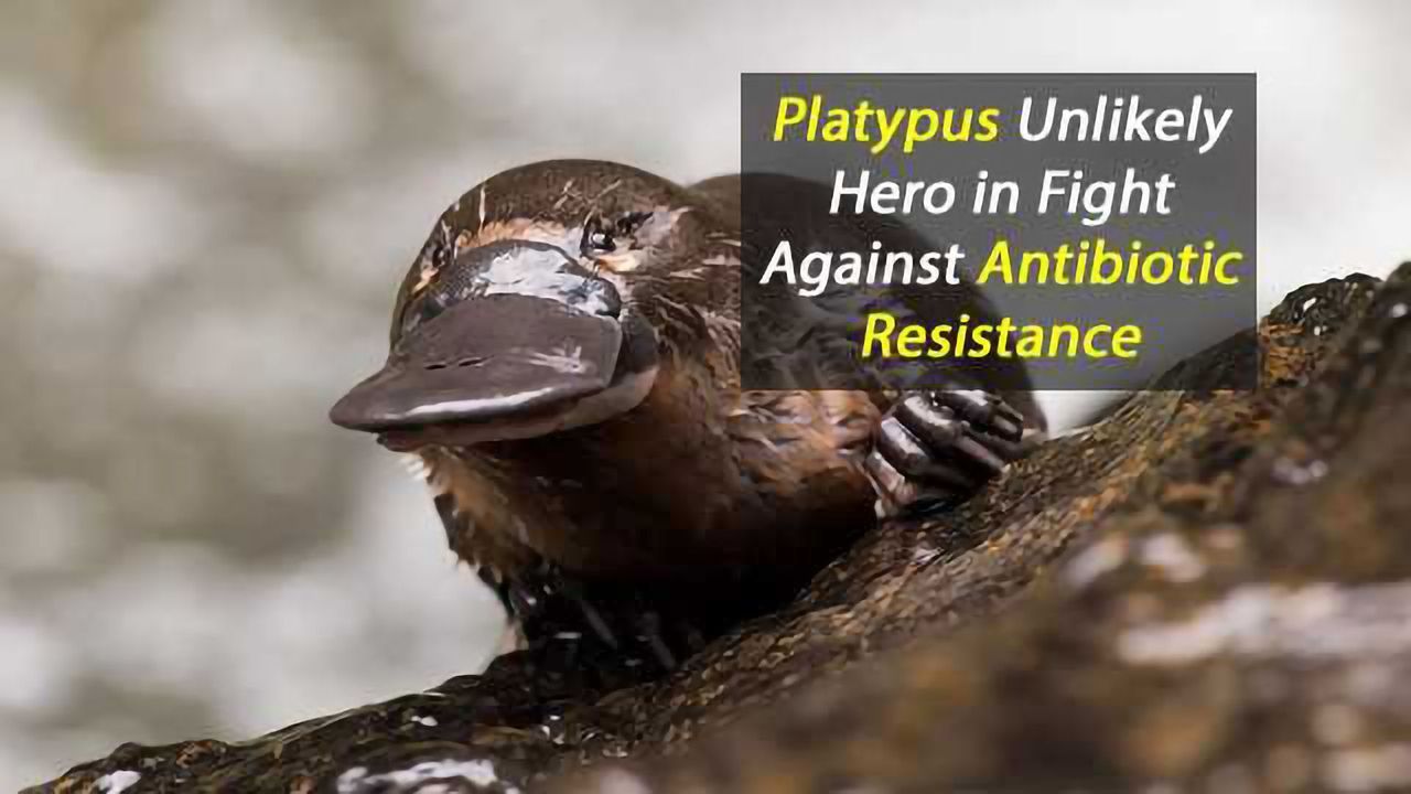 Saving Lives with Platypus Milk