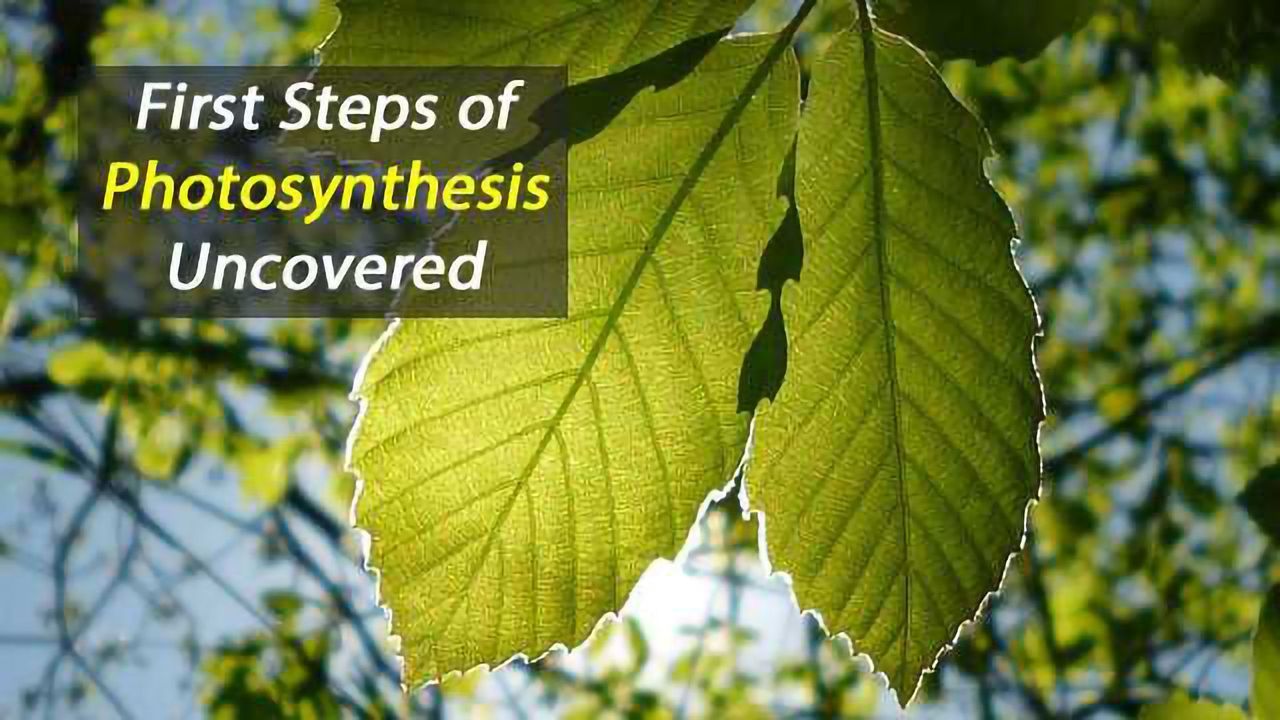 It's Givin' Me Excitations: Uncovering the First Steps of Photosynthesis