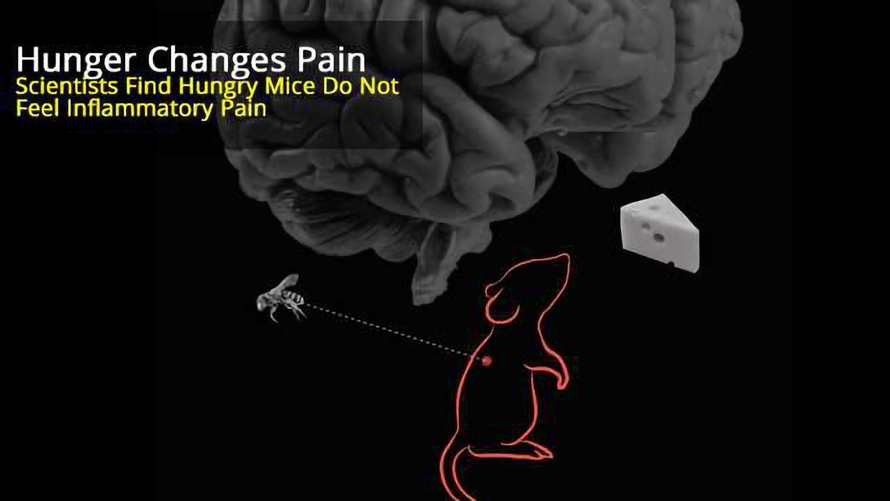 The Mouse Brain Can Prioritize Hunger by Suppressing Pain When Survival is at Stake
