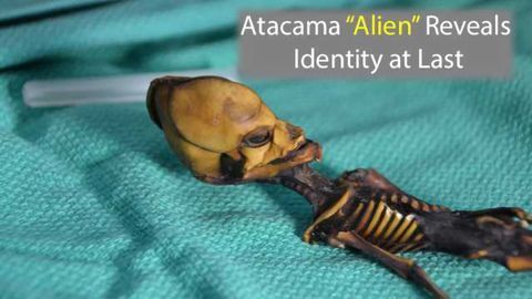 Genetic Identity of Atacama "Alien" Skeleton Revealed