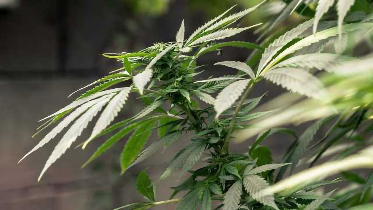 UHPLC Enables Rapid Quantitation of Native Cannabinoids