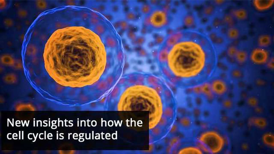 How Proteins Regulate the Cell Cycle Technology Networks