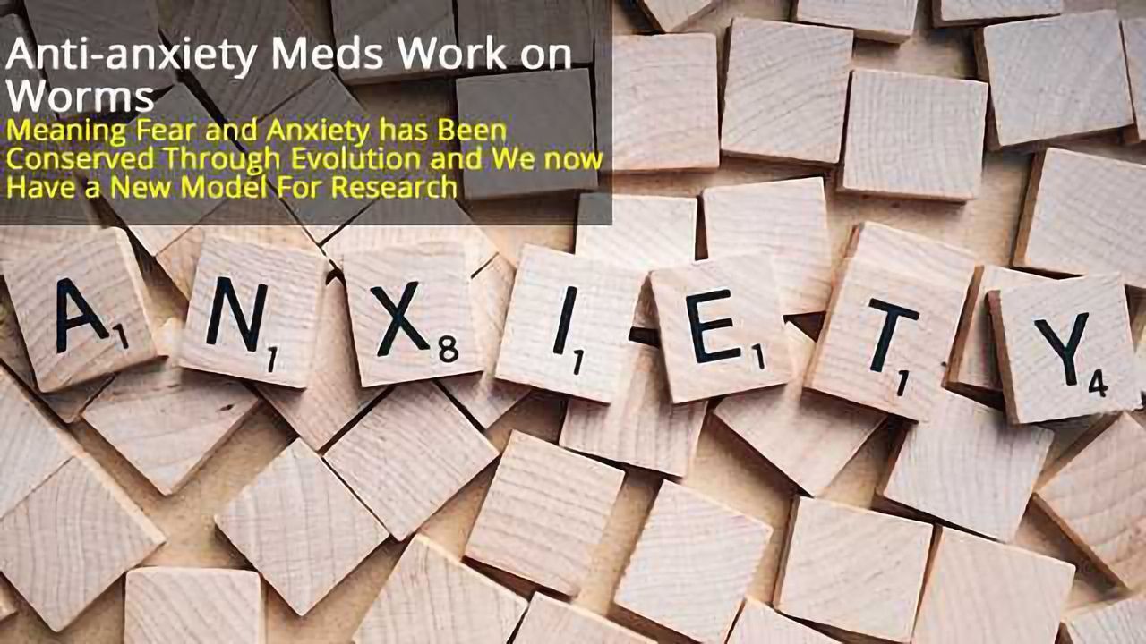 Worms Exhibit Fear and Respond to Anti-anxiety Meds