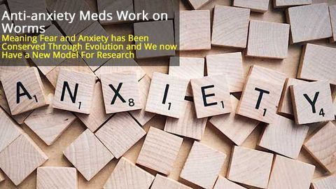 Worms Exhibit Fear and Respond to Anti-anxiety Meds