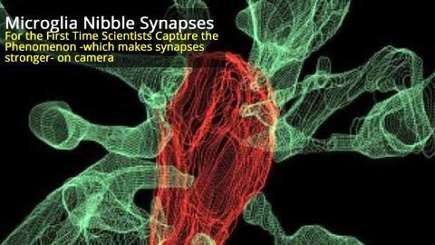 Captured on Film for the First Time: Microglia nibbling on brain synapses