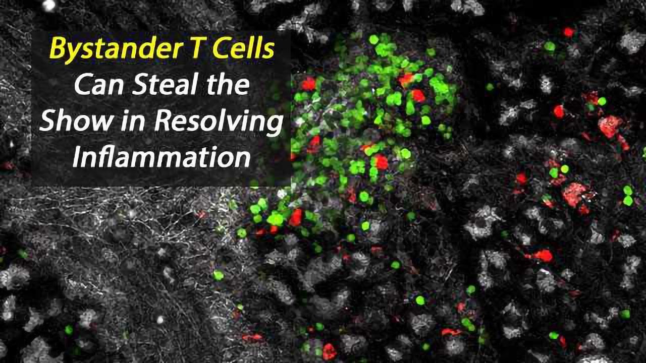 Bystander T Cells Can Steal the Show in Resolving Inflammation