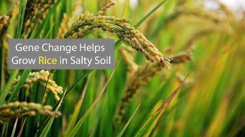 Boosting Rice Growth in Salty Soil