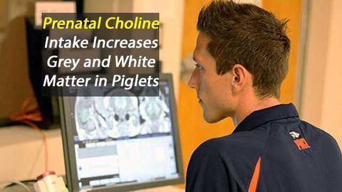 Prenatal Choline Intake Influences Fetal Development