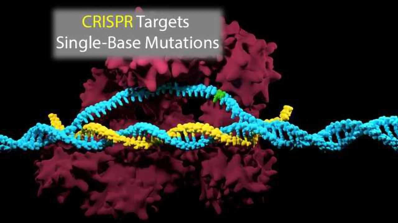 CRISPR Targets Small Mutations That Cause Life-Threatening Diseases