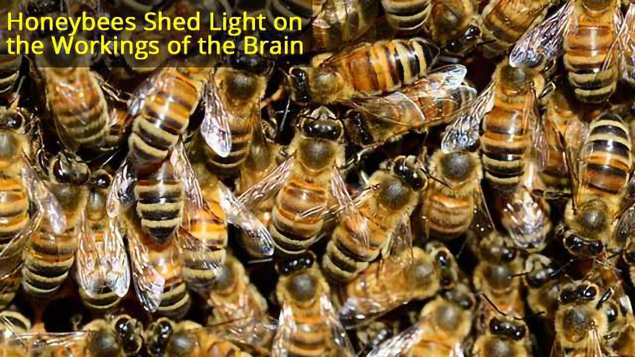 Superorganism Organisation: What brain scientists can learn from honeybees