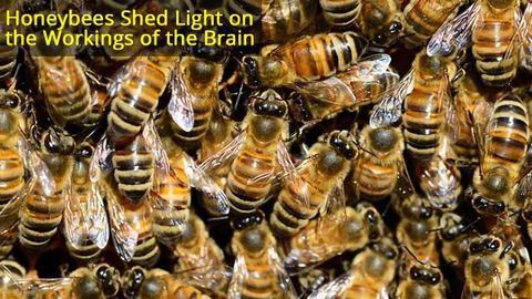 Superorganism Organisation: What brain scientists can learn from honeybees