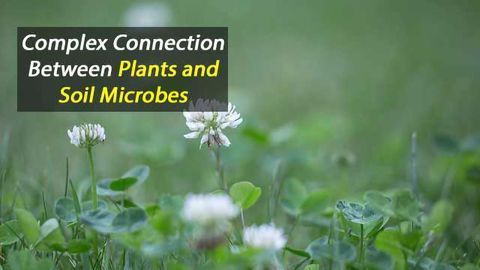 Plants Really Do Feed Their Friends