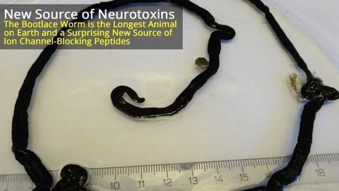Bootlace Worm a New Source of Ion Channel Toxins