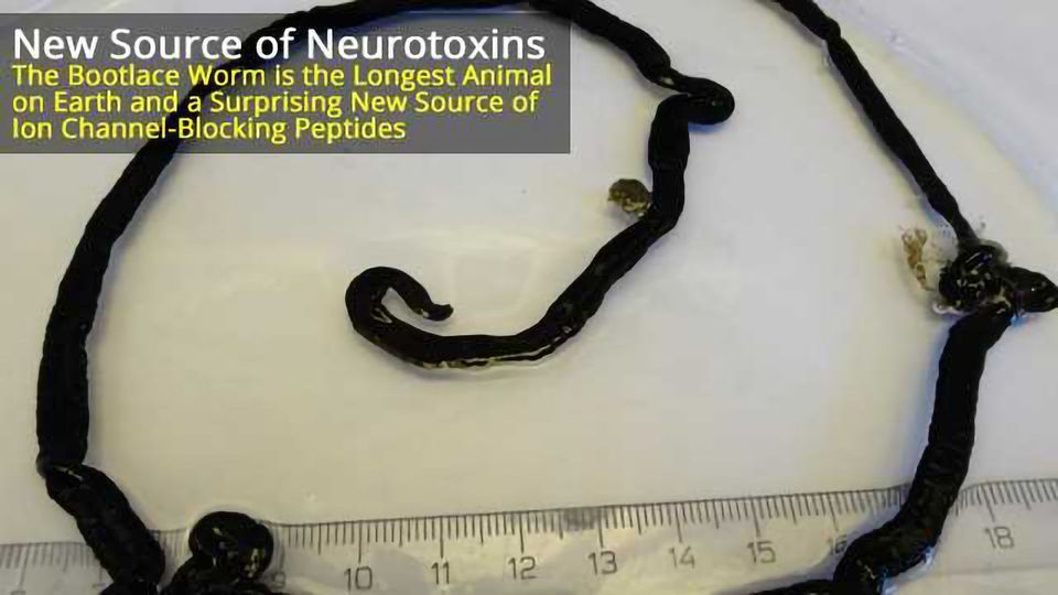 Bootlace Worm a New Source of Ion Channel Toxins content piece image