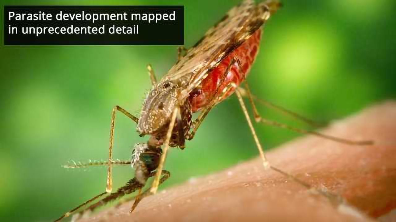 Malaria Cell Atlas Launched