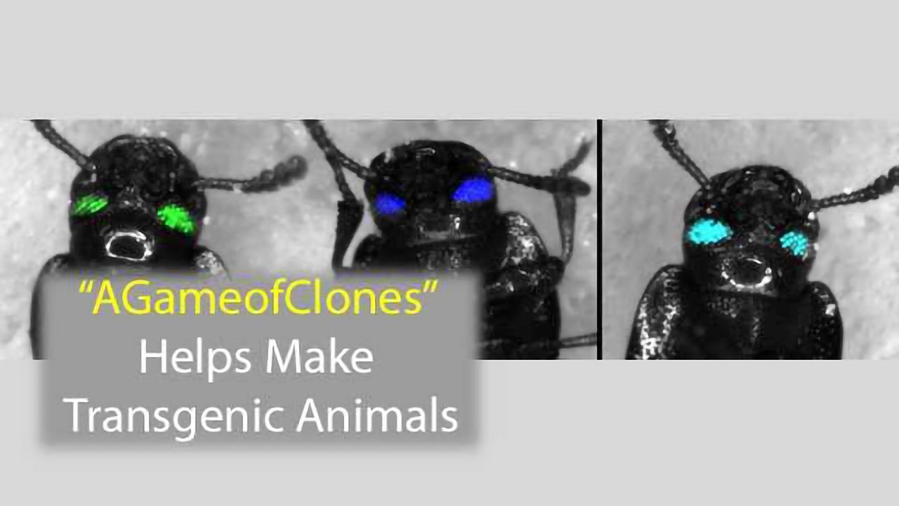 A Game of Clones