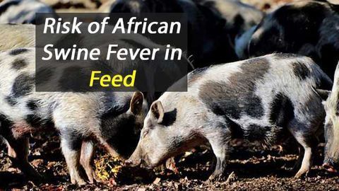 Animal Feed May Help Viruses Spread Around the Globe