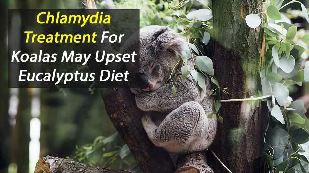 Treating Koalas for Chlamydia Alters Gut Microbes