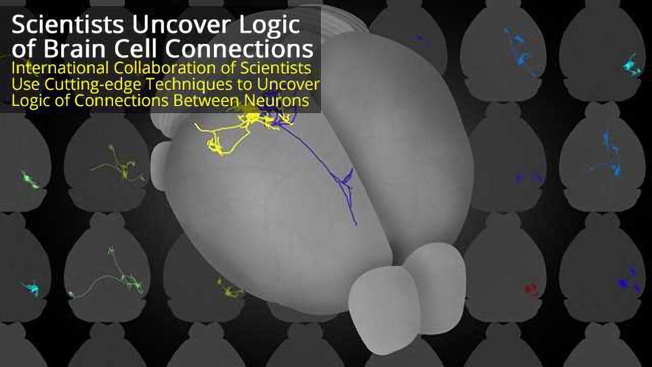 New Barcode-Based Tracing Method Uncovers the Logic of Single Neuron Projections