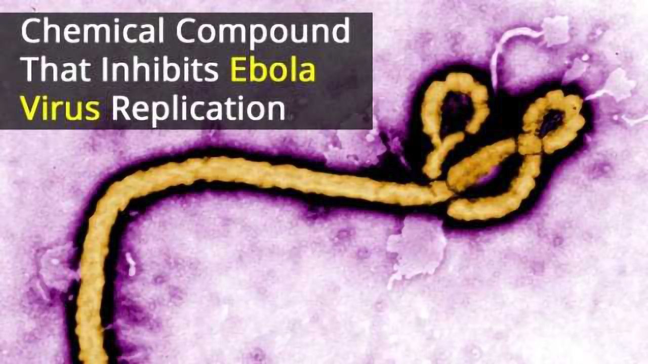 Chemical Compound Inhibits Ebola Virus Replication