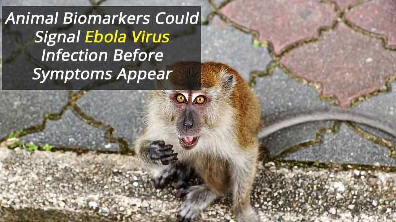Possible Ebola Early Warning Indicators Prior to Symptoms