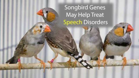 Songbird Genes May Help Treat Speech Disorders