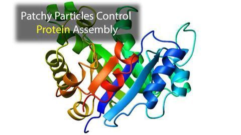 Patchy Particle Algorithm Helps Sketch Out Protein Formation