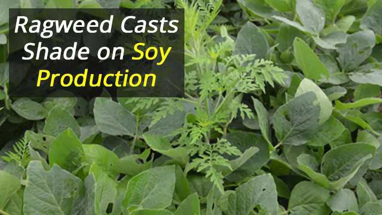 Ragweed Unwelcome Guest at Soybean Party