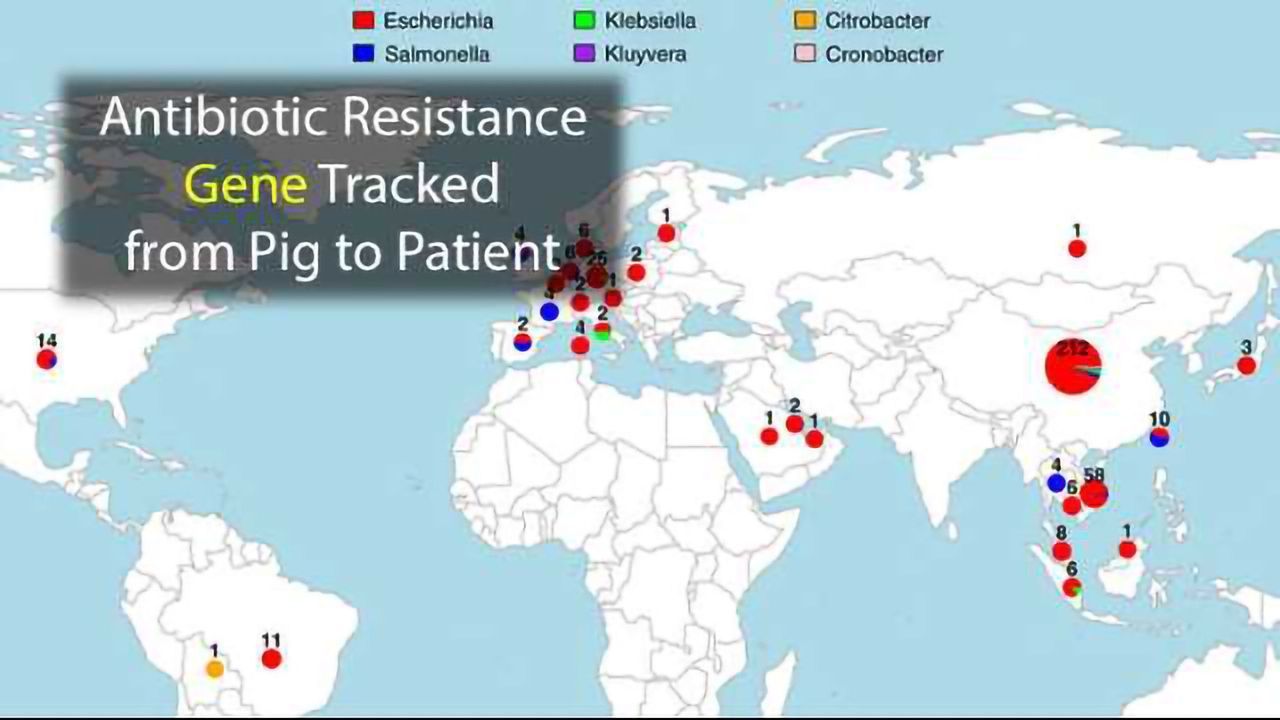 Antibiotic Resistance Gene Travels from Pigs to Patients