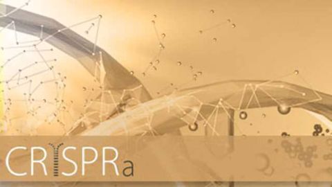 Horizon Discovery Introduces Whole Human Genome Arrayed Libraries to Support CRISPR Activation Screening