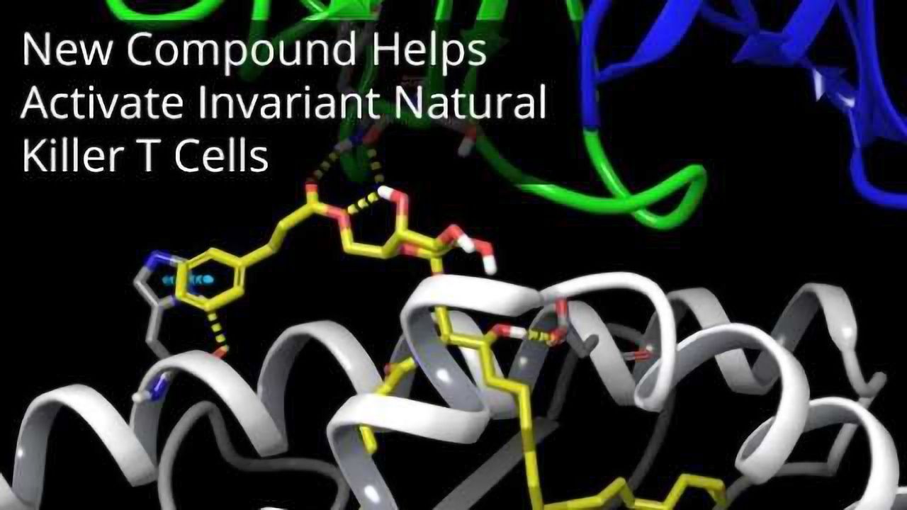Modified Ligand Helps Activate Cancer-Fighting T Cells