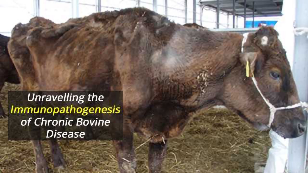 Unravelling the Immunopathogenesis of Johne’s Disease