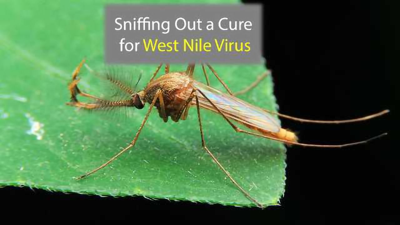 Nose-Delivered RNA Therapy Helps Destroy West Nile Virus