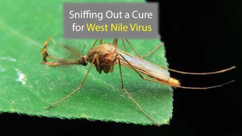Nose-Delivered RNA Therapy Helps Destroy West Nile Virus