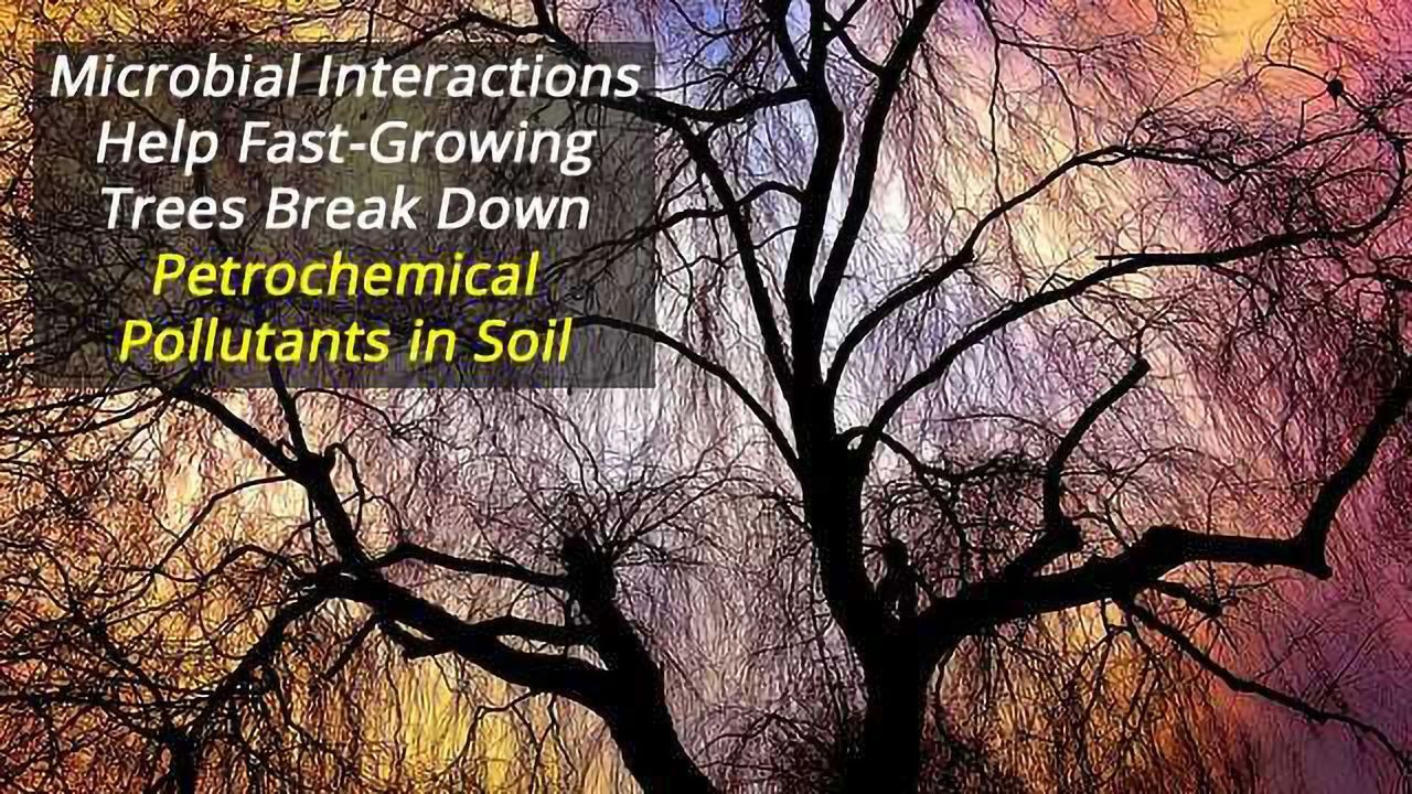 Plants, Fungi and Bacteria Work Together to Clean Polluted Land