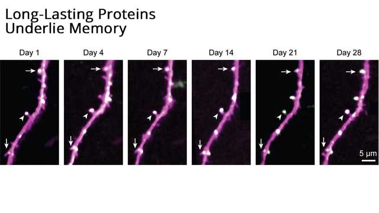 In Mice, Long-Lasting Brain Proteins Offer Clues to How Memories Last a Lifetime