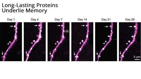 In Mice, Long-Lasting Brain Proteins Offer Clues to How Memories Last a Lifetime