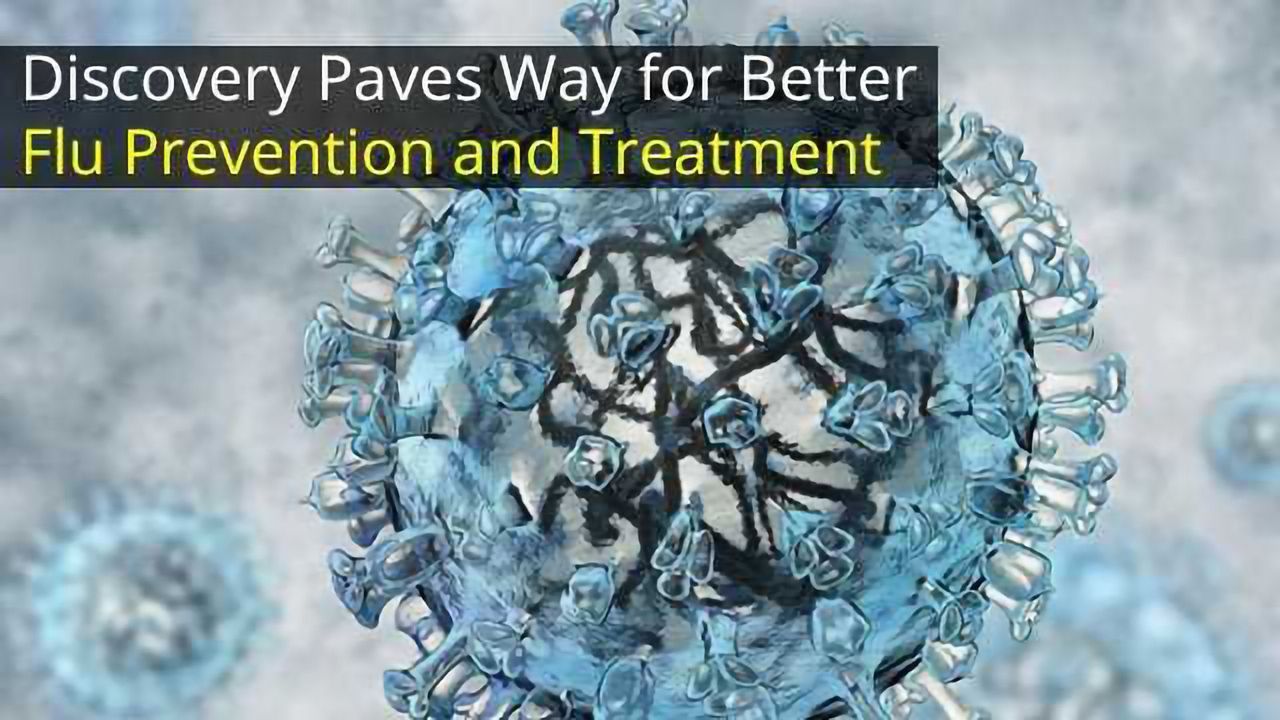 Flu Virus Discovery Could Lead to Better Prevention and Treatment