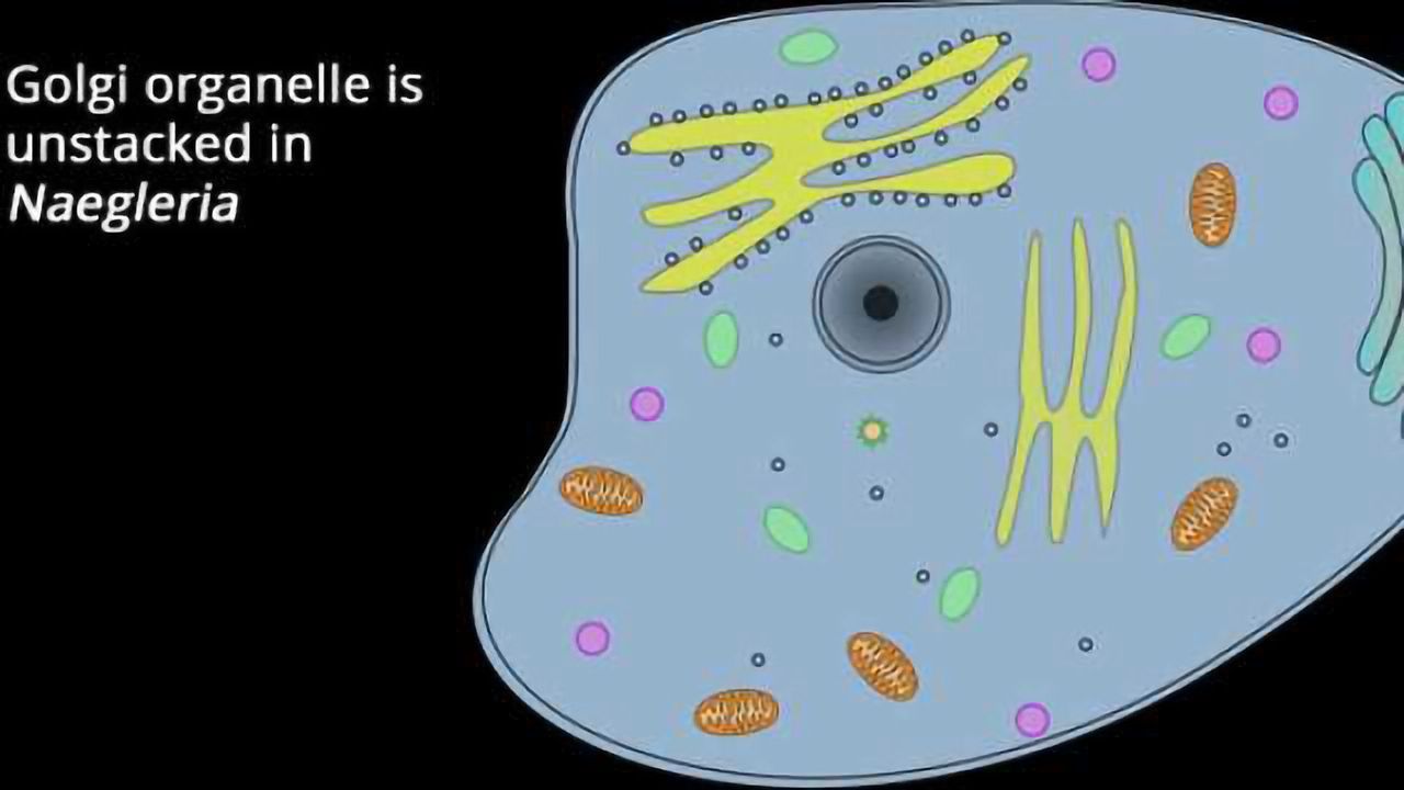 Cell Discovery Could Help With Research On Genetic Diseases