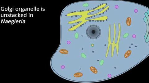 Cell Discovery Could Help With Research On Genetic Diseases