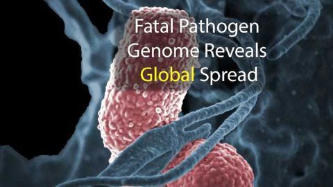 Pathogen Genome Highlights Antibiotic Resistance Threat