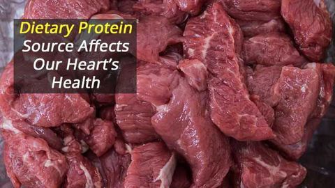 Dietary Protein Source Matters